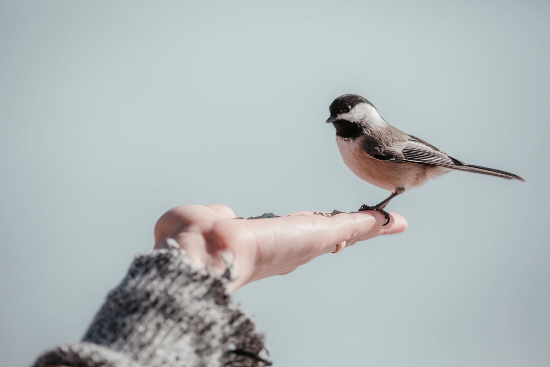 A close-up photograph showing a small Black-Capped Chickadee perched gently on an outstretched human hand, feeding on seeds held in the palm, set against a bright, clear sky.